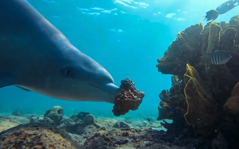 The mammal then takes it to a coral opening