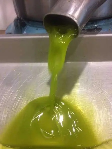 COAG exige frenar la especulación ante la bajada "artificial" del precio del aceite de oliva