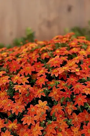 On Gardening: Campfires heat up mixed containers