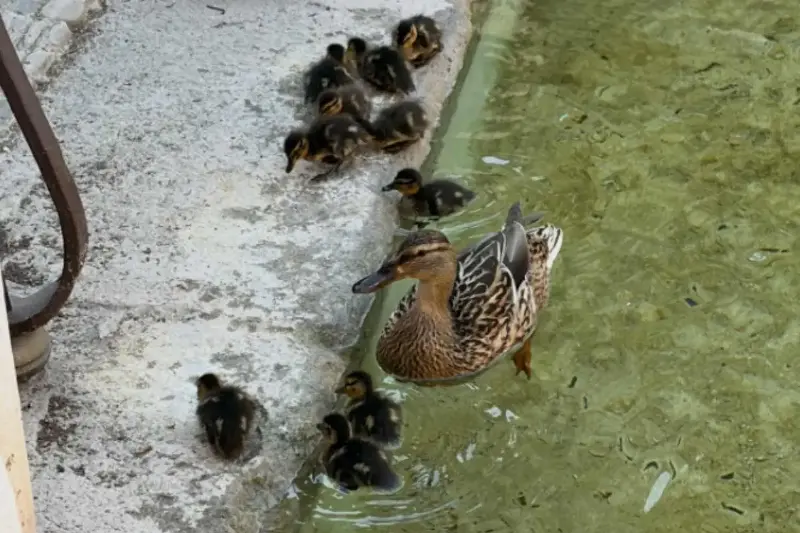 La fontana di Piazza Mazzini diventa la “casa” di mamma Germana e i suoi 11 anatroccoli: Roma la chiude per proteggerli
