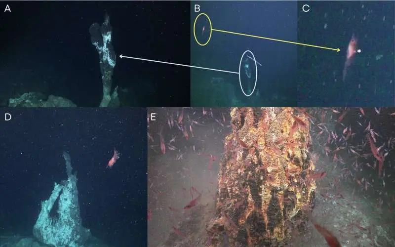 Deep-sea hydrothermal vents may be a hot spot for pregnant Antarctic krill