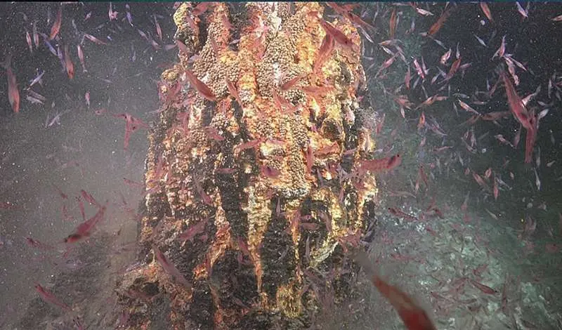 Deep-sea hydrothermal vents may be a hot spot for pregnant Antarctic krill