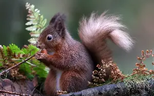 Red squirrels risk ‘disappearing from England within 25 years’