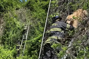 Golden Retriever gets stuck in a tree – and firefighters have the best reaction!