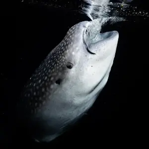 Underwater wonders in focus at BACC