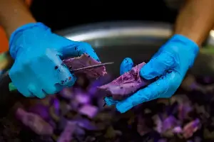 Philippines in turmoil over global 'purple dye' ingredient.