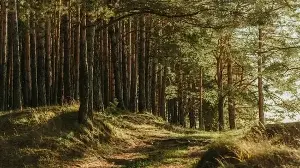 Bengal e-way to impact protected forest land