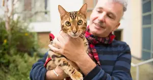 Most cat owners I know assume their older cat is just slowing down with age — veterinary research suggests up to 92% of cats over ten have arthritis, and most are hiding it