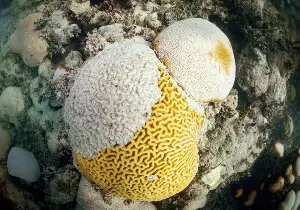 As sea temperatures rise in the Florida Keys, coral evacuation has begun