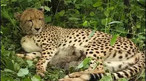 Kuno cheetah KGP12 gives birth to four cubs, India’s cheetah count rises to 36
