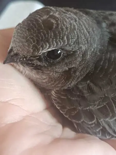 El IV Voluntariado de Socorro Estival atiende en Andújar a 77 aves urbanas afectadas por el calor