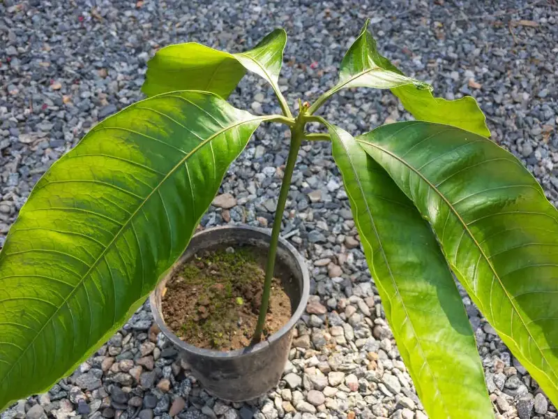 pianta di mango