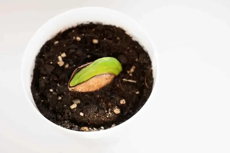seme mango