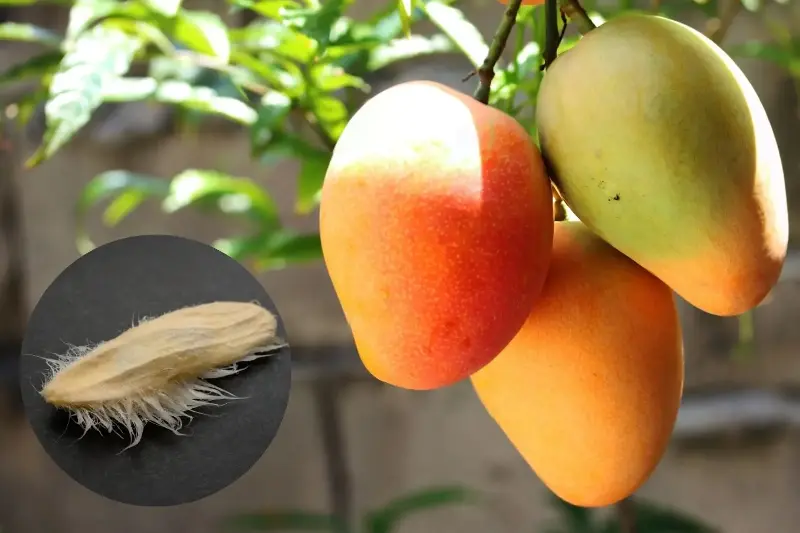 Come coltivare il mango in vaso a partire dal seme