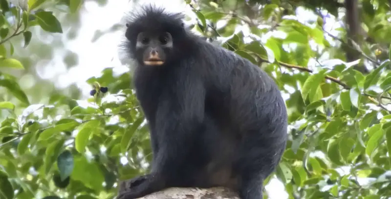 Cara de máscara y labios naranjas: así es el extraño mono descubierto tras 18 años en el Congo