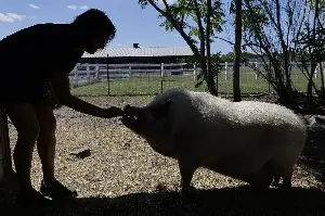 5 things to know before adopting a pig