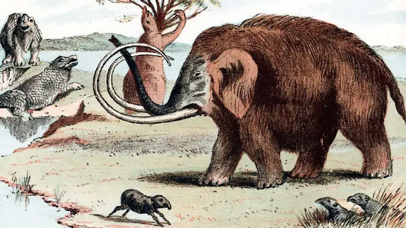 Woolly mammoth (Mammuthus), 1892.