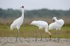 The whooping crane population is recovering.