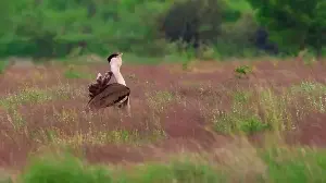 From the edge of extinction, two captive-bred Great Indian Bustards released into wild in Rajasthan