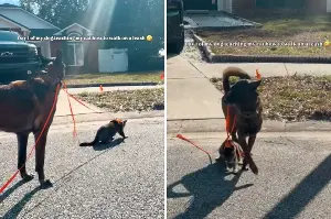 Owner Tries To Leash Train Cat, Then Dog Decides He’s Taking Over Teaching