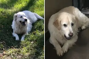 Owner Does DNA Test on ‘DIY’ Pyrenees—Unprepared for Results