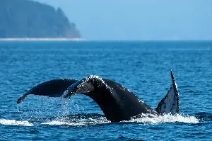How the humpback whale made a massive comeback in the Salish Sea