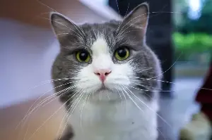 Once abandoned, hero cats make good with their blood