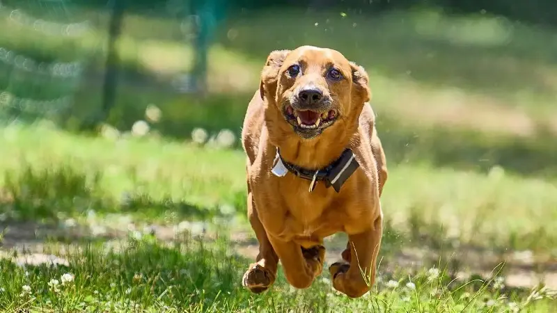Hunderennen bei 34 Grad: Manche Vierbeiner begutachten lieber die Strecke