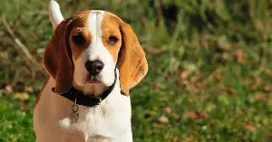 A trained dog can detect a single drop of blood diluted in 20 Olympic-sized swimming pools — a sensitivity so extreme that dogs can pick up the molecular traces of cancer in a person’s breath — and a 2024 study found them correctly identifying breast, lung, prostate, and colorectal cancer with roughly 94 percent accuracy