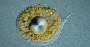 Roughly two billion years ago, one single-celled organism swallowed another and instead of digesting it, ended up living with it permanently inside — and the bacterium that almost became a meal became the mitochondria that now power nearly every cell in nearly every plant and animal on Earth, still carrying a small remnant of their own ancient bacterial DNA, separate from ours.