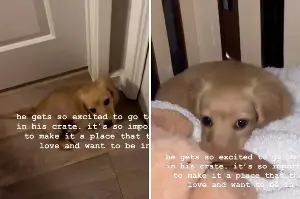 Hearts Melt at the First Place Dachshund Puppy Runs Every Night at Bed Time