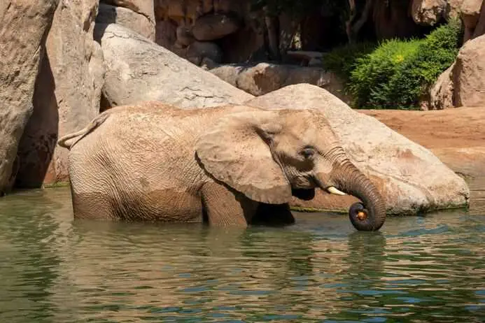 Bioparc intensifica el protocolo de bienestar animal con helados y lluvia artificial ante la alerta roja