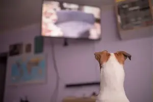 5 signs your dog actually likes watching T.V.