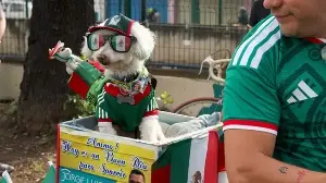 Meet FIFA’s cutest fan in Mexico: Osito, 8-year-old rescue poodle mix winning hearts