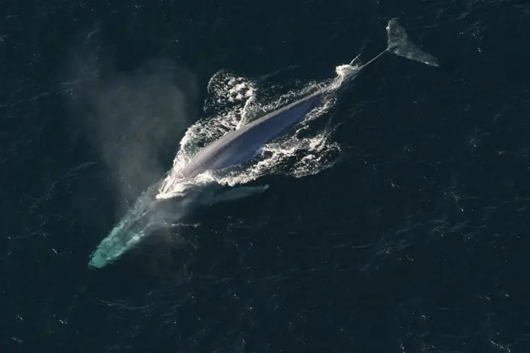 Blue whale swimming in the ocean