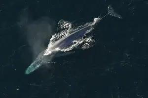 The blue whale is bigger than any dinosaur science has confirmed, and yet it is not a fossil or a record in a museum — it is a living, breathing, endangered animal that can still be seen from the California coast every summer