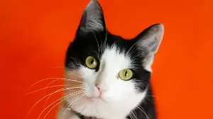 Who is Carter Taylor? Kayaker rescues kitten; latest update on Lucky as video melts hearts online - ‘so cute’