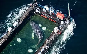 Timmy, the stranded whale heading towards freedom on a Baltic barge