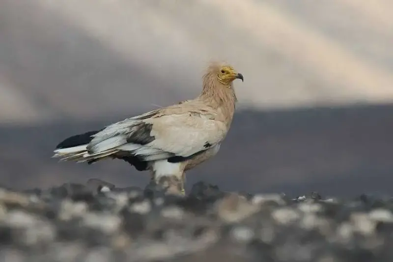 La pareja de guirres de Timanfaya vuelve a reproducirse confirmando la recuperación de esta especie en Lanzarote