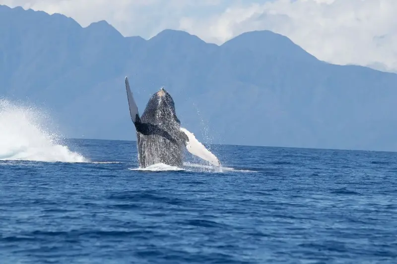 El asesino invisible: una toxina está detrás de las misteriosas muertes de ballenas en el Pacífico