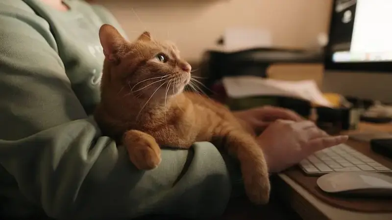 Cat lying on owner as she works on a computer