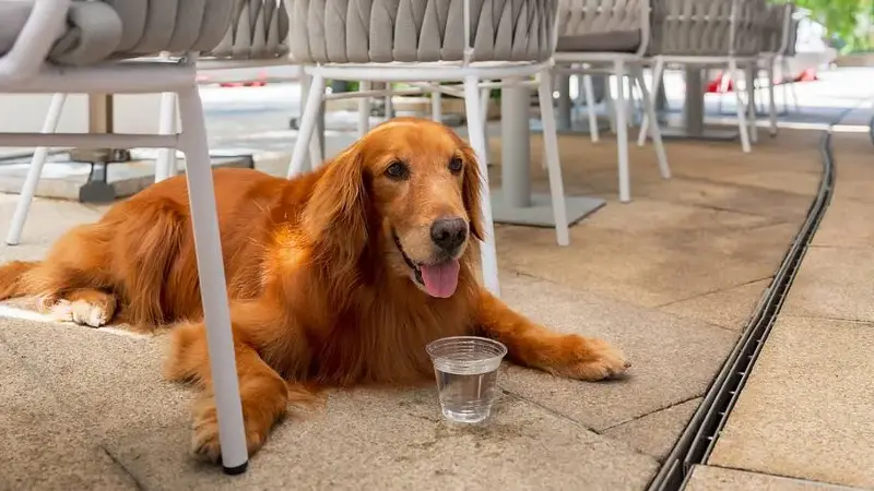 Golden retriever lying next to chairs in outdoor restaurant