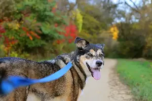 Tips for hiking with your dog