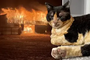 Cat vanishes amid massive farm fire – her owners' hearts stop when they find her