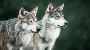 Wolves are thriving on Isle Royale.
