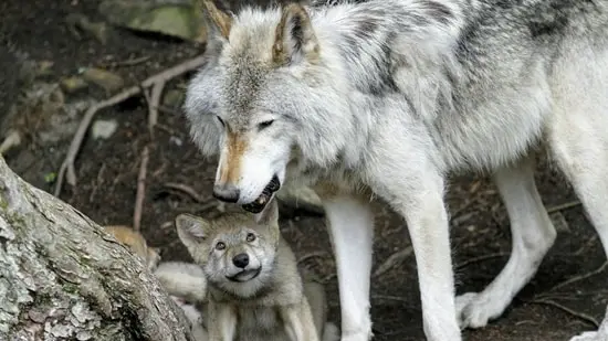 The restored wolves formed packs and set up territories like those of earlier generations.