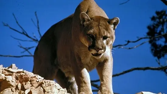 Boxed in by roads and development, the mountain lions of the Santa Monica Mountains have few places to go.