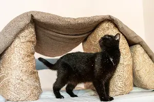 Woman Gets a New Kitten, Then at Bedtime Realizes There’s a Problem