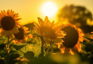 The irresistible beauty of the giant sunflower field in Nghe An.