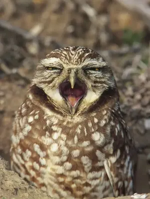 As Las Vegas grows, Clark County looks to protect its burrowing owls